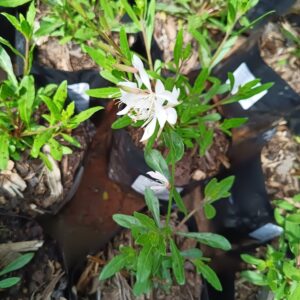 Gaura Linderheinerii White 4L