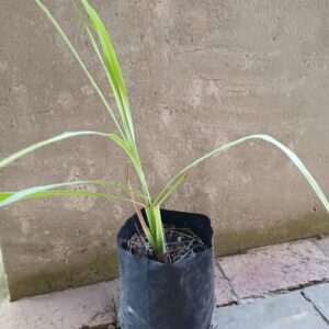 Lemon Grass 5l