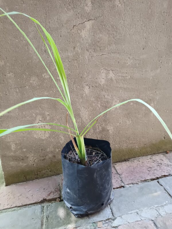JPEG_20261001_131319_2729869377018727625-scaled-1 Lemon Grass 5l