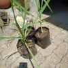 JPEG_20261001_131502_5207548478294117233-scaled-1 Lemon Grass 5l