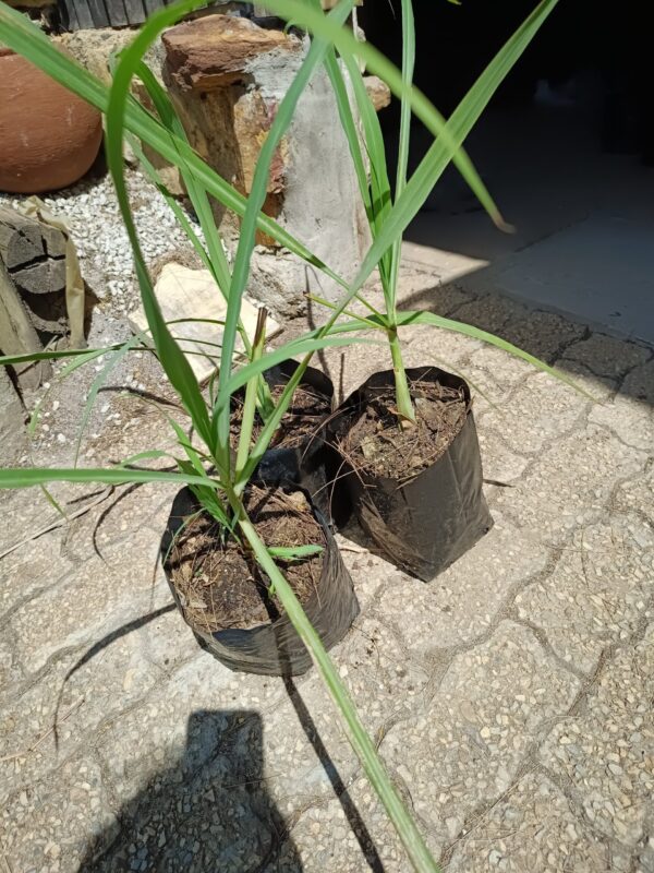 JPEG_20261001_131502_5207548478294117233-scaled-1 Lemon Grass 5l