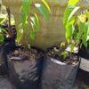 Salvia Phyllis Fancy 4l