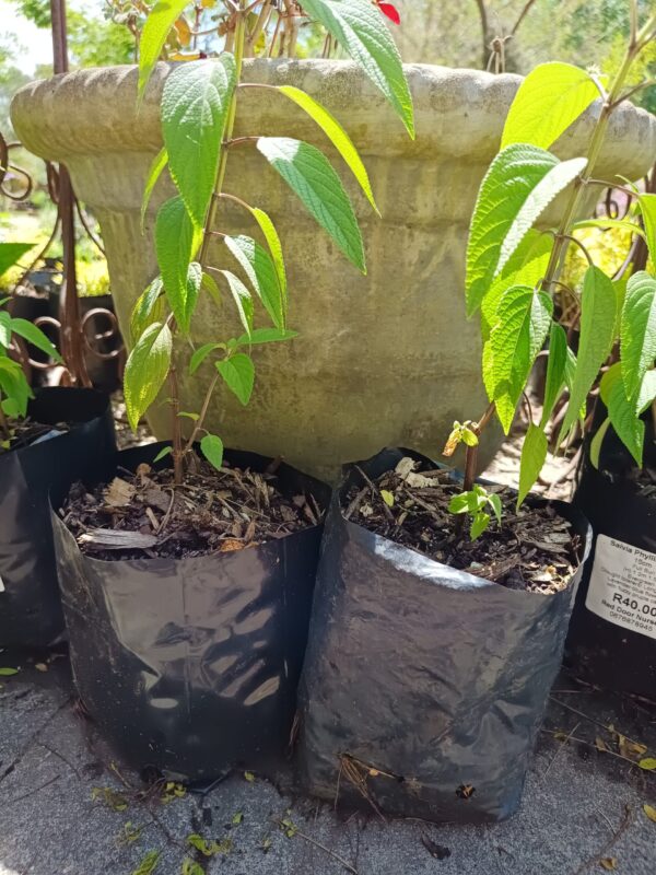 Salvia Phyllis Fancy 4l