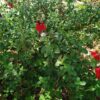 Salvia Greggii Red 4L
