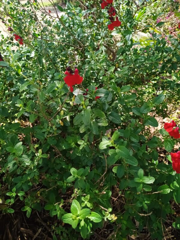 Salvia Greggii Red 4L