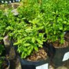 Salvia Greggii Red 4L