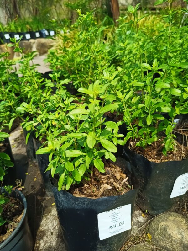 Salvia Greggii Red 4L