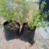 Salvia Greggii Hot lips 4l
