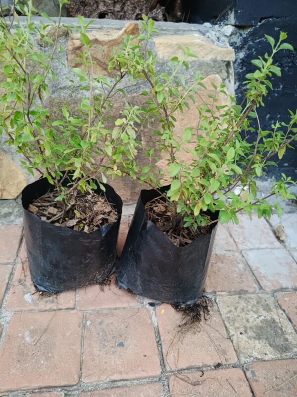Salvia Greggii Hot lips 4l