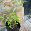 JPEG_20261001_140559_4714357994971357448-scaled-1 Salvia Guaranitica Blue Enigma