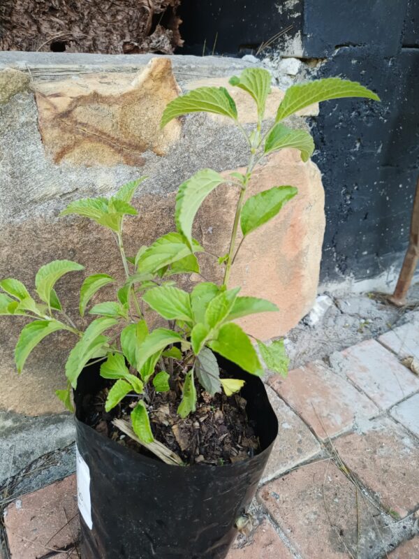 JPEG_20261001_140559_4714357994971357448-scaled-1 Salvia Guaranitica Blue Enigma