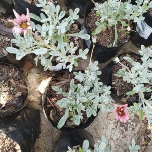 Grey Gazania Pink 4L