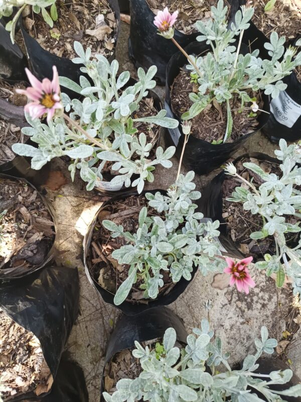 JPEG_20261001_141000_131187527897342963-scaled-1 Grey Gazania Pink 4L