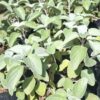 JPEG_20261001_142129_895135823955951173-scaled-1 Plectranthus Argentatus 4L