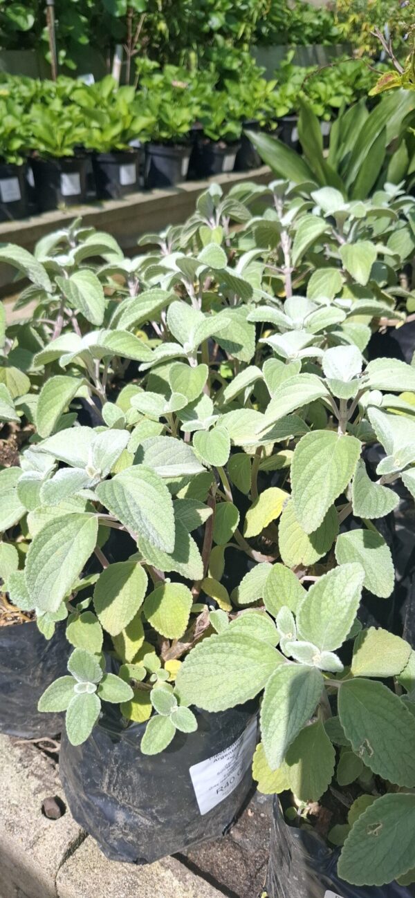 JPEG_20261001_142129_895135823955951173-scaled-1 Plectranthus Argentatus 4L