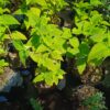 Salvia Dorisiana 4l