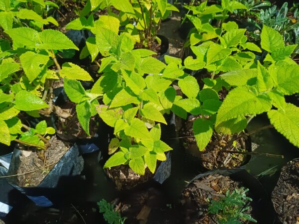 Salvia Dorisiana 4l