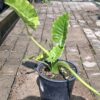 JPEG_20261001_142933_1198617650900924346-scaled-1 Alocasia Gageana 'California Dwarf Elephant Ear' 17cm