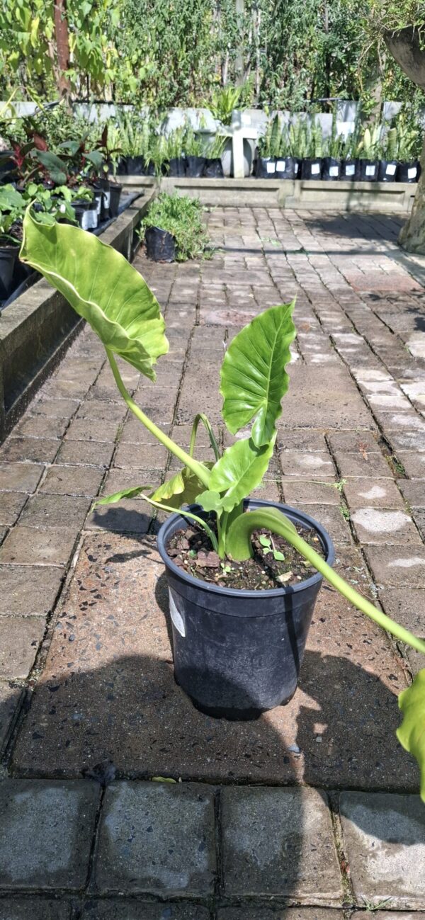 JPEG_20261001_142933_1198617650900924346-scaled-1 Alocasia Gageana 'California Dwarf Elephant Ear' 17cm