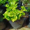 Aptenia Cordifolia 4l