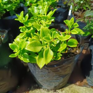 Aptenia Cordifolia 4l