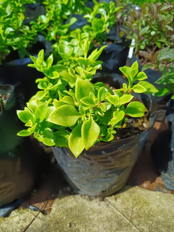 Aptenia Cordifolia 4l