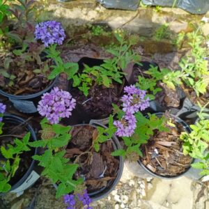 Verbena Ground Cover Purple 4l