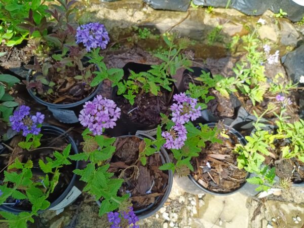 JPEG_20261001_143723_6347470175314239657-scaled-1 Verbena Ground Cover Purple 4l
