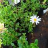 Felicia Amelloides White 4l