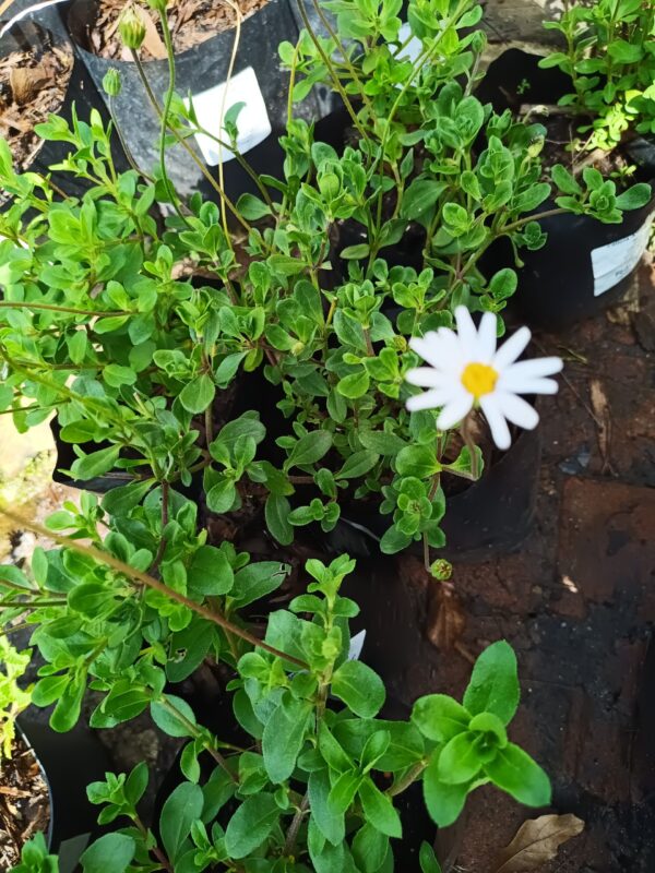 Felicia Amelloides White 4l