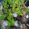 Felicia Amelloides Blue 4l