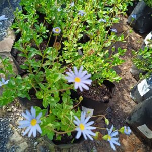 Felicia Amelloides Blue 4l