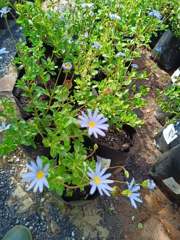 Felicia Amelloides Blue 4l