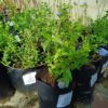 Felicia Amelloides Blue 4l