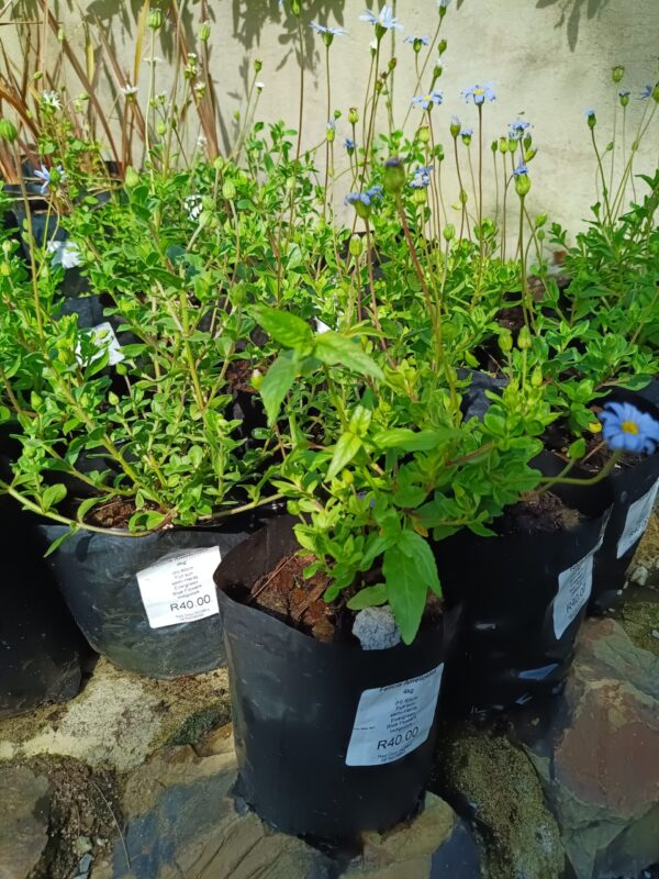 Felicia Amelloides Blue 4l