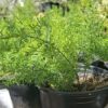 JPEG_20261001_150312_2512386220922849343-scaled-1 Asparagus Densifolia 'Sprengerii'