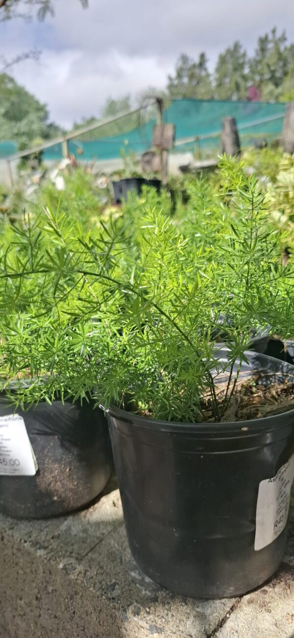 JPEG_20261001_150312_2512386220922849343-scaled-1 Asparagus Densifolia 'Sprengerii'