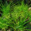 JPEG_20261001_150321_6186154363570138127-scaled-1 Ornithogalum Juncifolium 4l