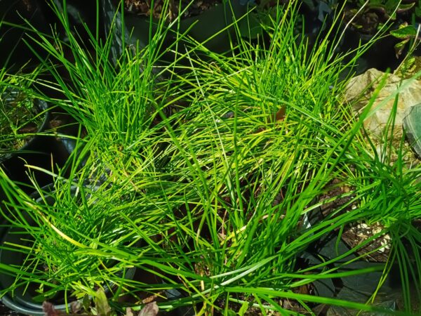 JPEG_20261001_150321_6186154363570138127-scaled-1 Ornithogalum Juncifolium 4l
