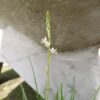 JPEG_20261001_150354_2932216913694196902-scaled-1 Ornithogalum Juncifolium 4l