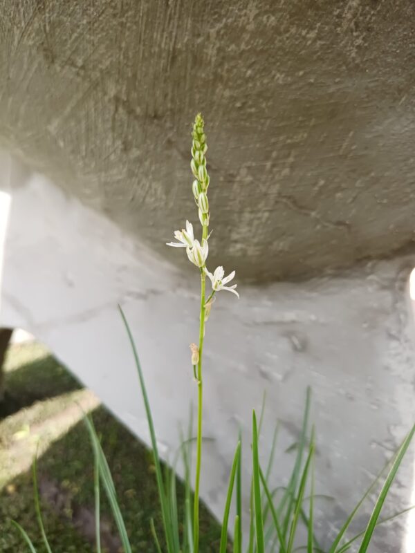 JPEG_20261001_150354_2932216913694196902-scaled-1 Ornithogalum Juncifolium 4l