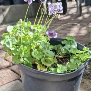 Viola Hederacea 15cm