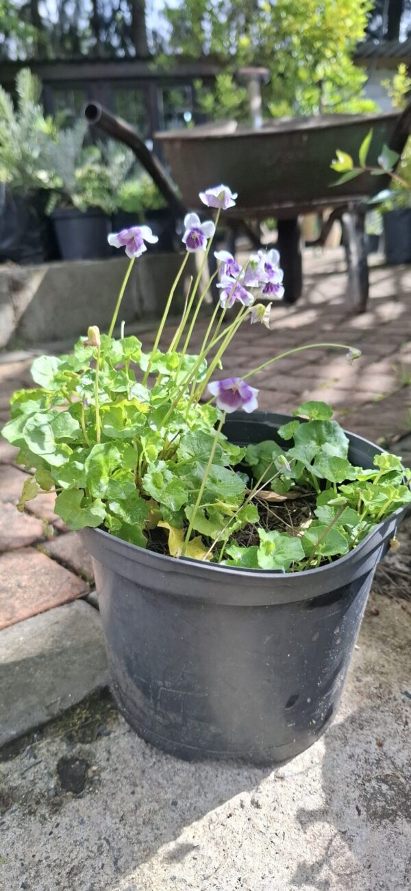 Viola Hederacea 15cm