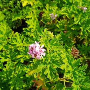 Pelargonium Citronellum