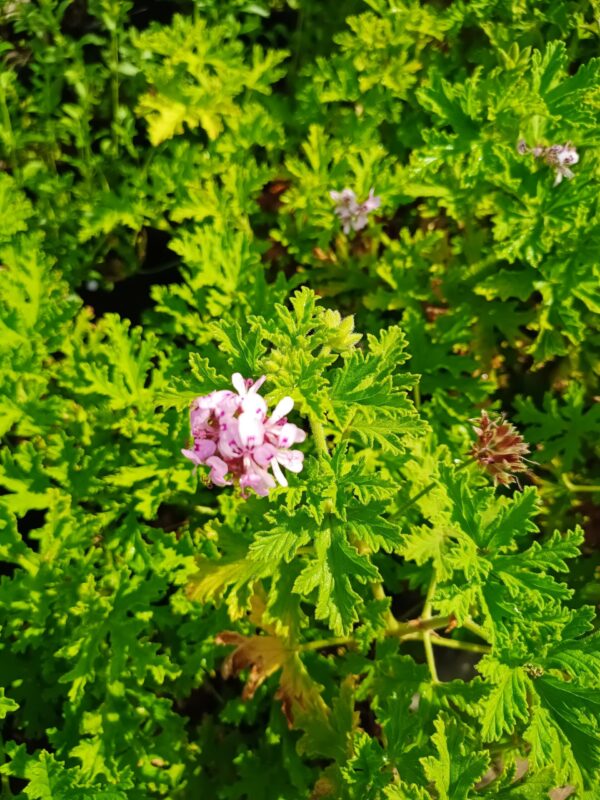 JPEG_20261001_150810_4390709298898338299-scaled-1 Pelargonium Citronellum