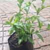 JPEG_20261001_151019_2406253419055829814-scaled-1 Plumbago Dark Blue 5L