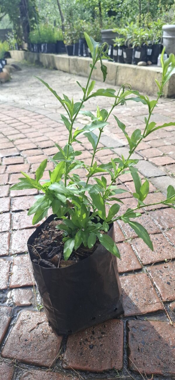 JPEG_20261001_151019_2406253419055829814-scaled-1 Plumbago Dark Blue 5L