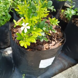 Murraya Paniniculata Orange Jasmin 10l