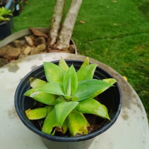Foxtail Agave 17cm