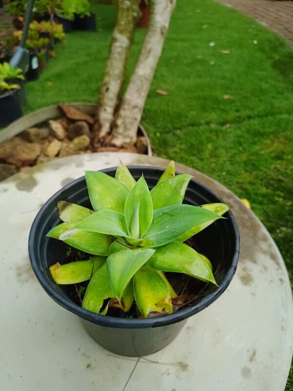 Foxtail Agave 17cm